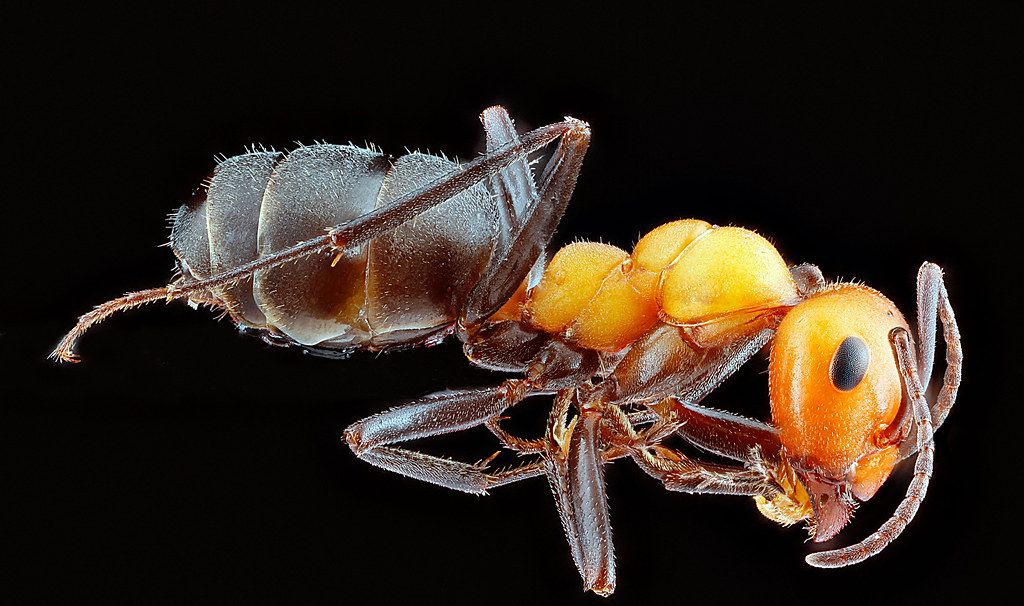 Ant Control service in Tigard, OR