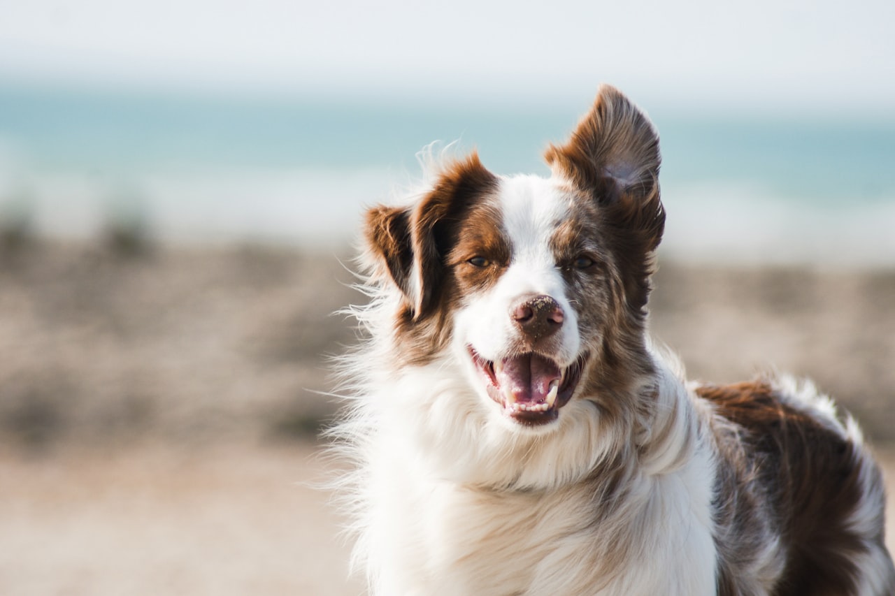 Flea & Tick Control service in Tigard, OR
