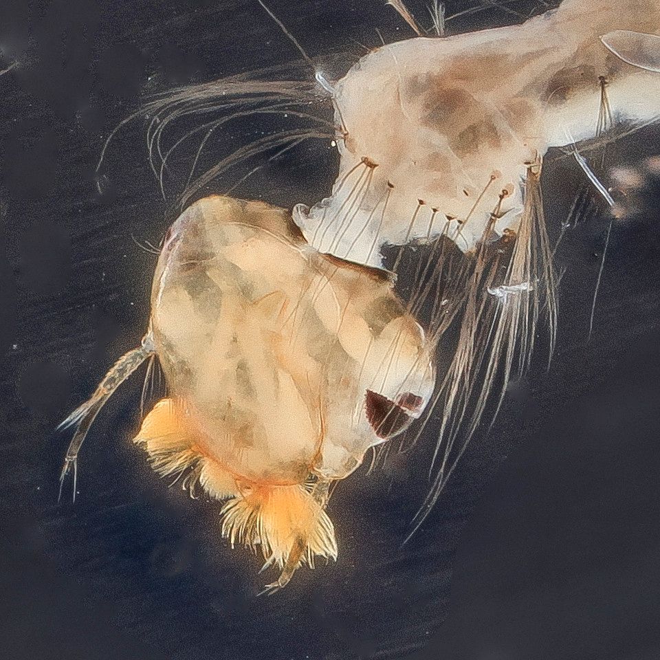 Mosquito Control service in Tigard, OR