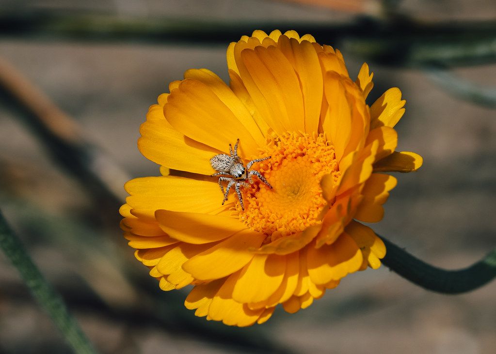 Spider Control service in Tigard, OR